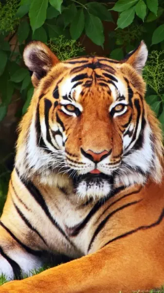  والپیپر ببر برای گوشی موبایل
