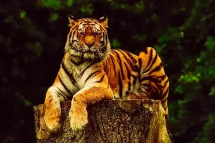  والپیپر ببر برای گوشی موبایل