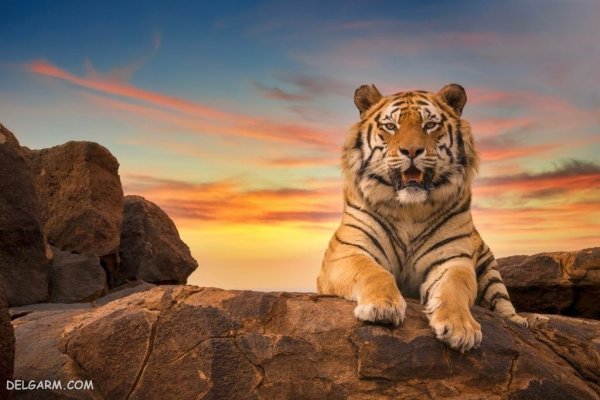 عکس ببر با کیفیت 4k