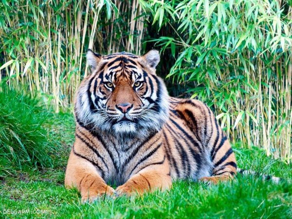 عکس ببر با کیفیت 4k