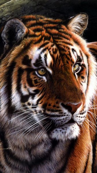  تصویر زمینه ببر زیبا برای والپیپر آیفون