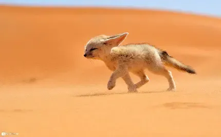 تصویر زمینه روباه زیبا