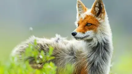  عکس پروفایل روباه خفن