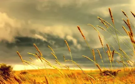  عکس با کیفیت مزرعه گندم