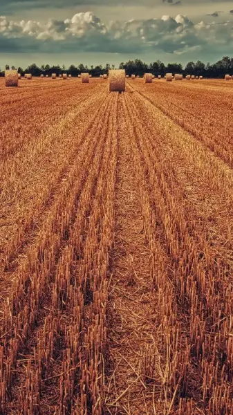  عکس با کیفیت مزرعه گندم