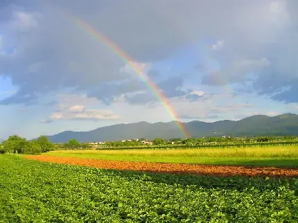  عکس با کیفیت مزرعه گندم