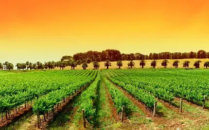  عکس پس زمینه گندم طلایی رنگ با کیفیت بالا