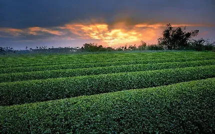  عکس پس زمینه گندم طلایی رنگ با کیفیت بالا