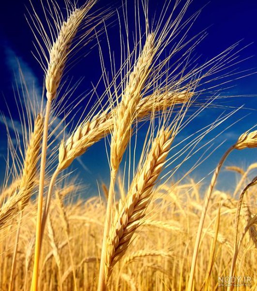 عکس گندم زار برای بک گراند گوشی