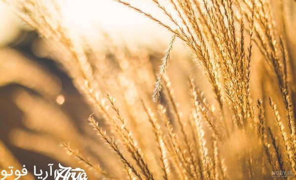 عکس گندم زار برای بک گراند گوشی