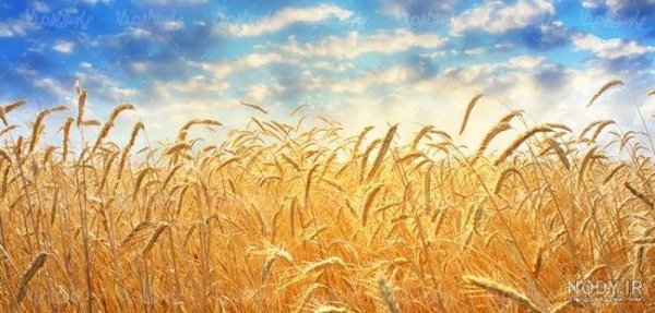 عکس گندم زار برای بک گراند گوشی