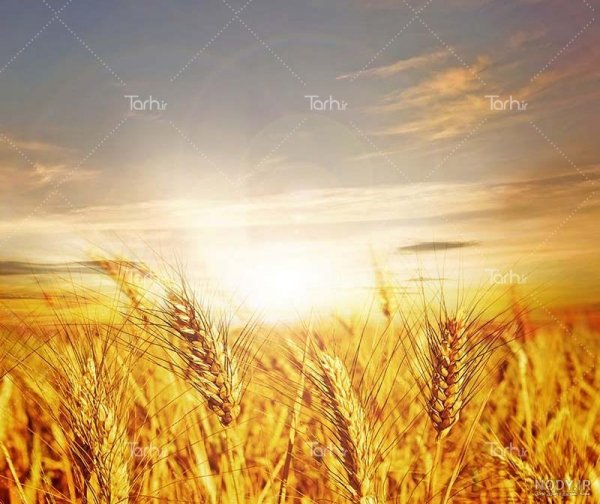 عکس گندم زار برای بک گراند گوشی