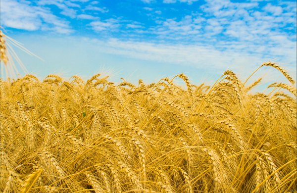 عکس گندم زار برای بک گراند گوشی