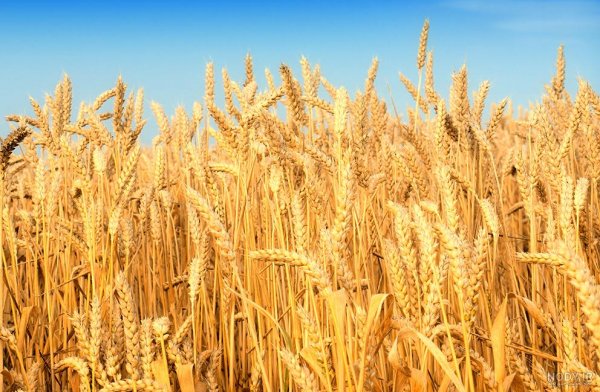 عکس گندم زار برای بک گراند گوشی