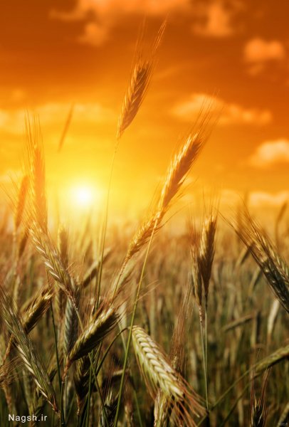 عکس گندم زار برای بک گراند گوشی