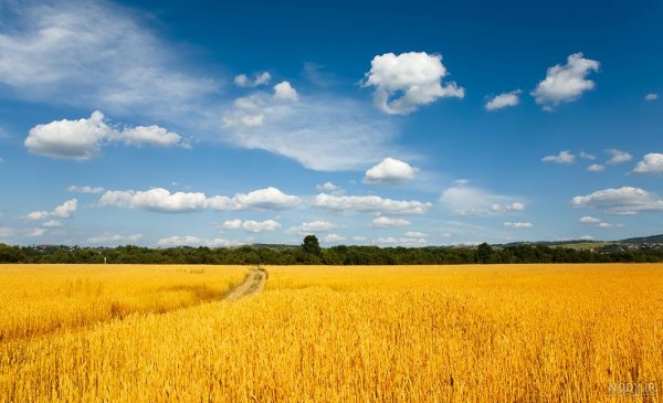 عکس گندم زار برای بک گراند گوشی