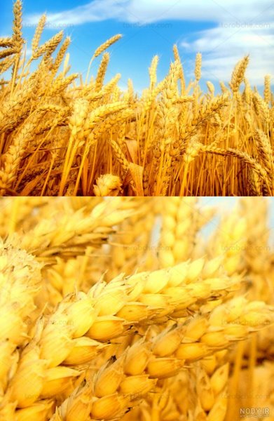 عکس گندم زار برای بک گراند گوشی