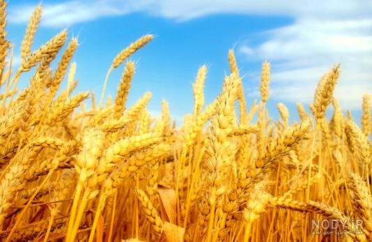 عکس گندم زار برای بک گراند گوشی