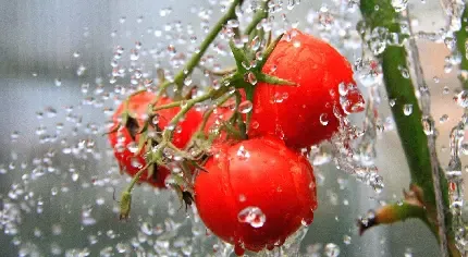 عکس گوجه فرنگی های تازه برای پروفایل