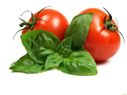  عکس گوجه فرنگی های تازه برای پروفایل