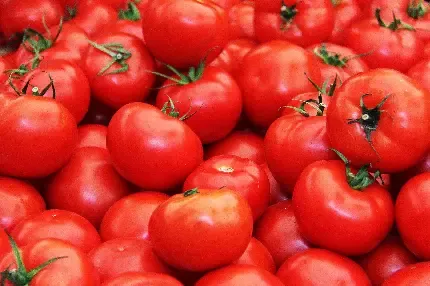  عکس گوجه فرنگی های تازه برای پروفایل