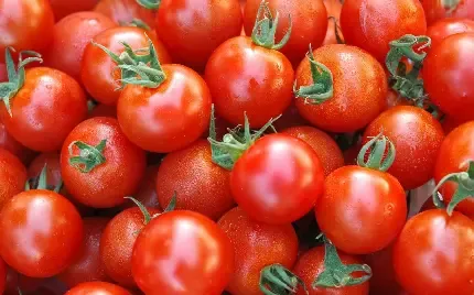  عکس گوجه فرنگی های تازه برای پروفایل