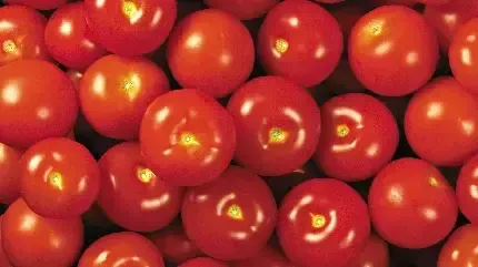  عکس گوجه گیلاسی