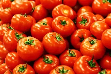  عکس گوجه گیلاسی