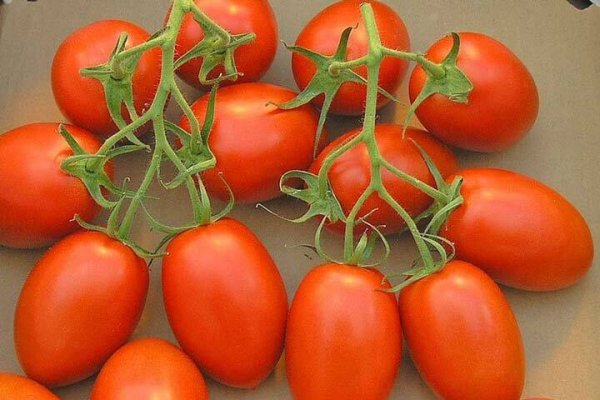  عکس انواع گوجه فرنگی