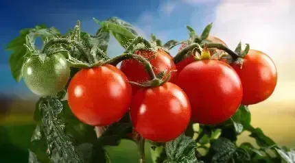  عکس با کیفیت گوجه فرنگی باران خورده