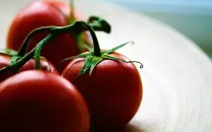  عکس با کیفیت گوجه فرنگی باران خورده