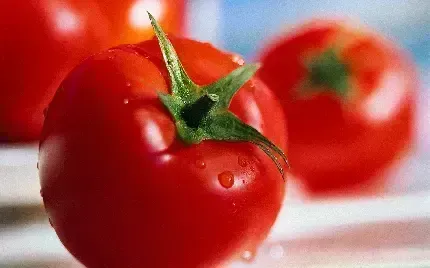  عکس با کیفیت گوجه فرنگی باران خورده