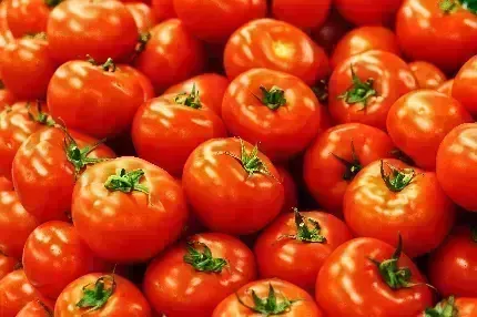  عکس با کیفیت گوجه فرنگی باران خورده