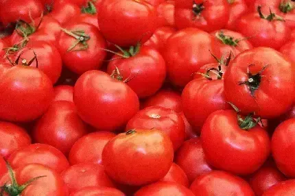  عکس با کیفیت گوجه فرنگی باران خورده