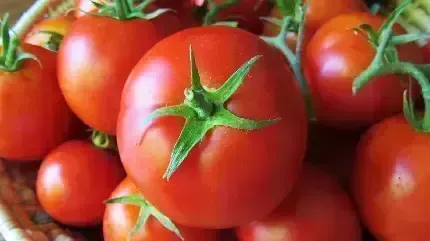  عکس با کیفیت گوجه فرنگی باران خورده