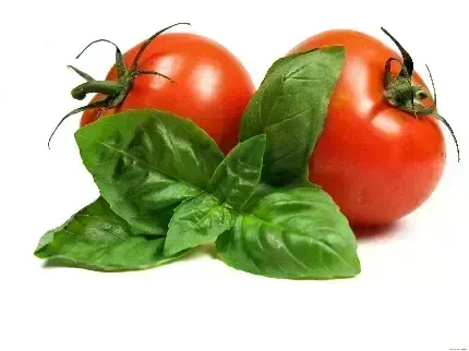  عکس با کیفیت گوجه فرنگی باران خورده