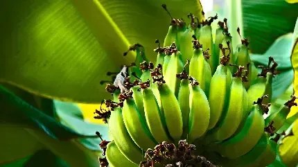  عکس موز خفن برای پروفایل