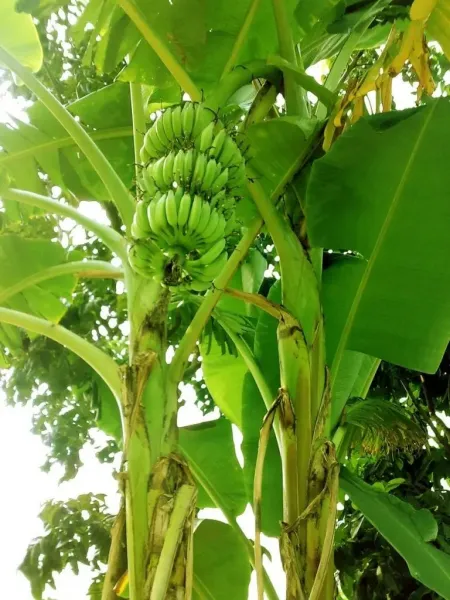  عکس درخت موز واقعی