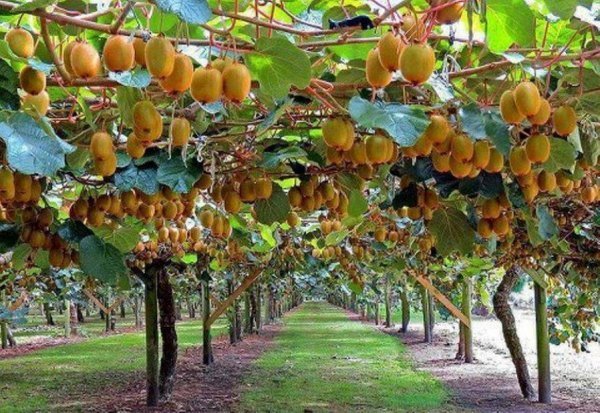 عکس درخت کیوی