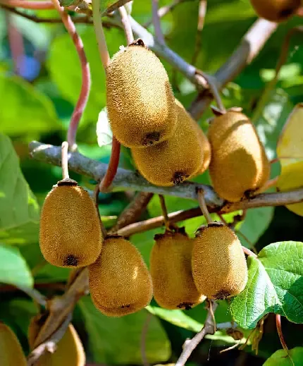  عکس درخت کیوی