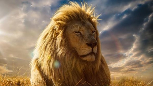  عکس شیر ترسناک برای پروفایل