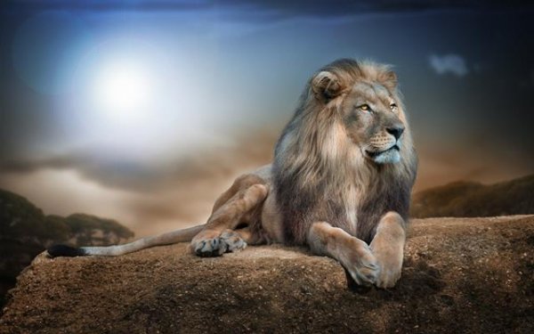  عکس شیر ترسناک برای پروفایل