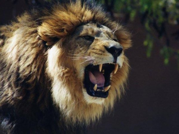  عکس شیر ترسناک برای پروفایل
