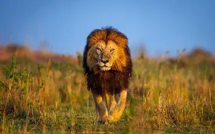  زیباترین عکس شیر جنگل برای پروفایل