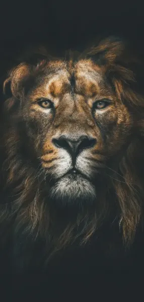  زیباترین عکس شیر جنگل برای پروفایل