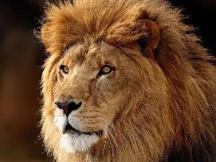  زیباترین عکس شیر جنگل برای پروفایل