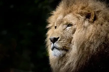  زیباترین عکس شیر جنگل برای پروفایل