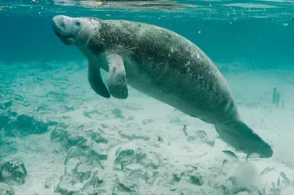  عکس گاو دریایی بزرگ