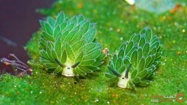  عکس گوسفند دریایی