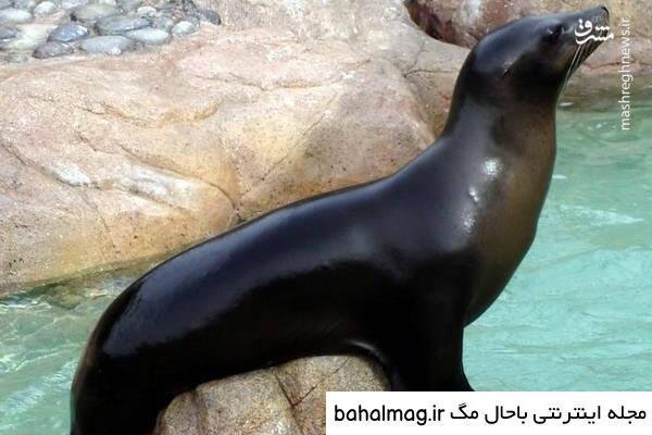  عکس شیر دریایی